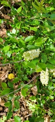 Magnoliopsida