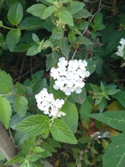 Lantana