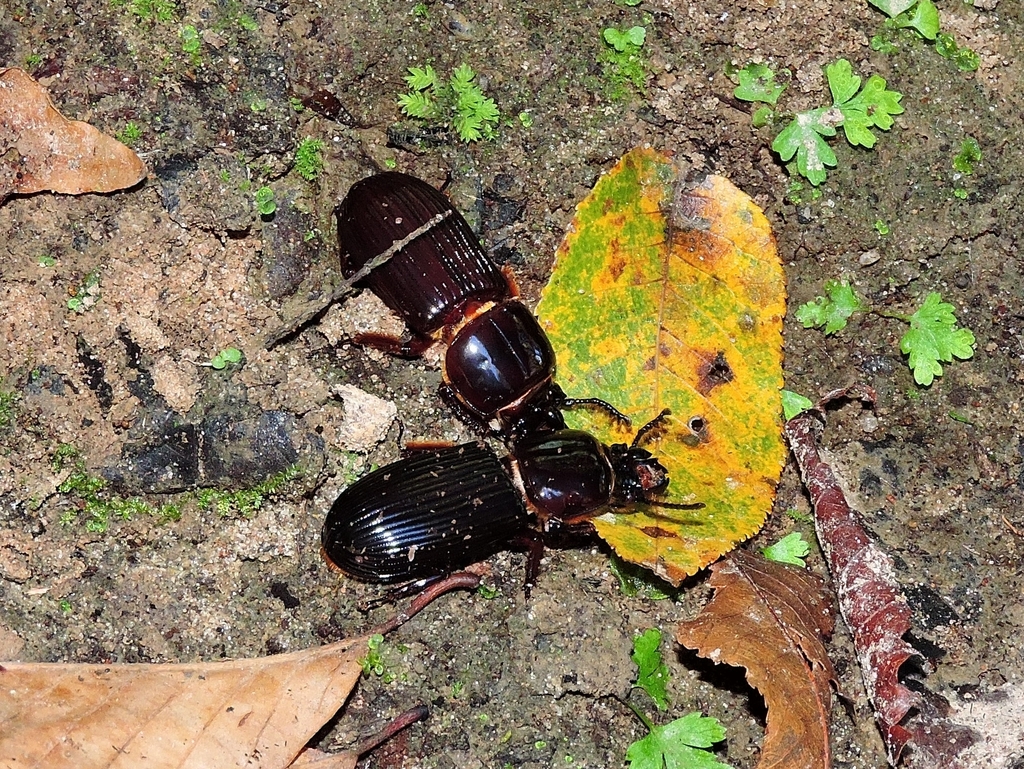 Horned Passalid from Tunica Hills WMA on November 8, 2014 at 10:24 AM ...