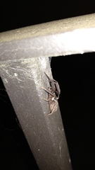 Segestria florentina