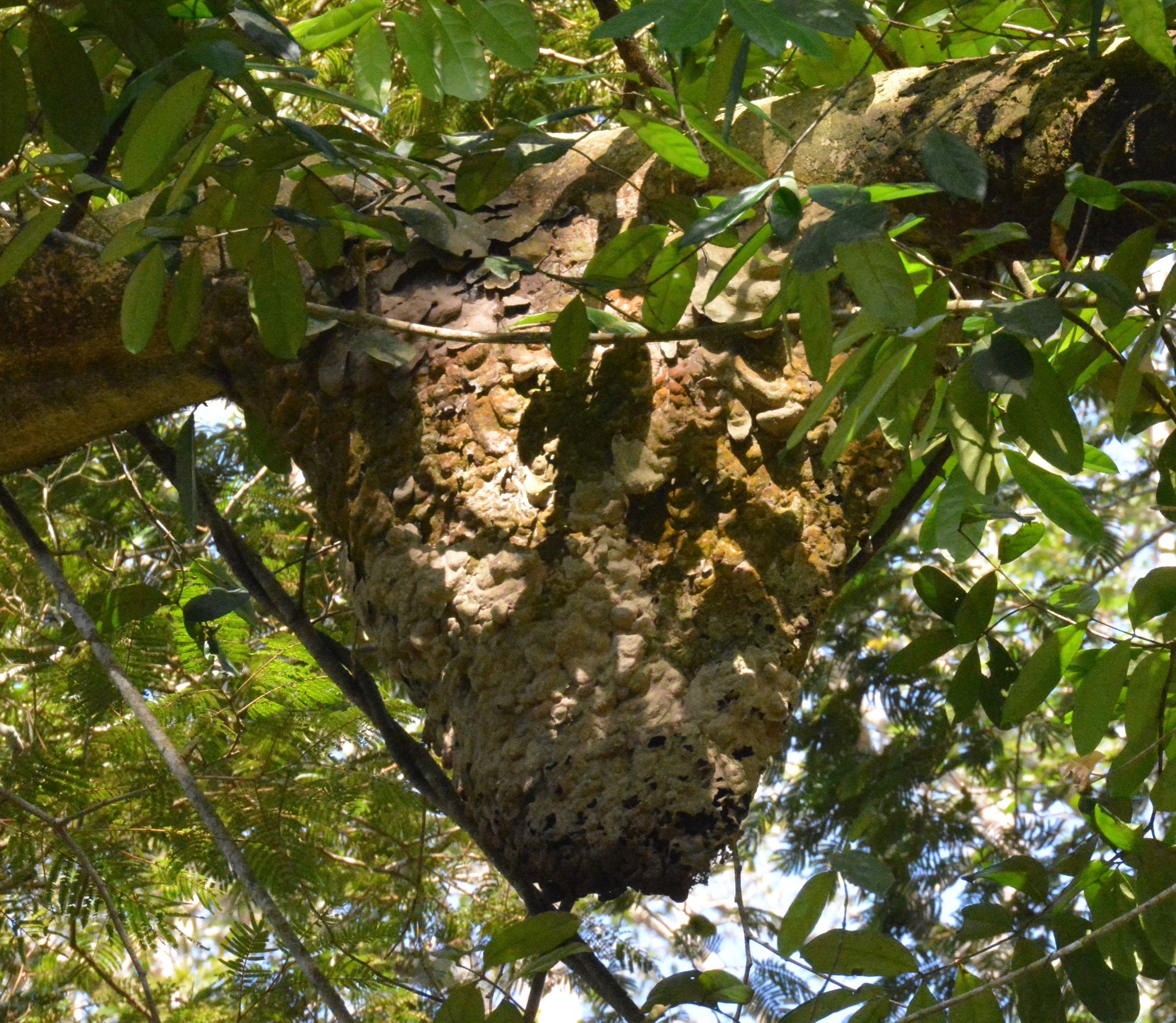 Azteca andreae