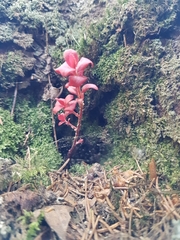 Exobasidium splendidum