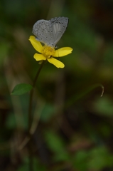 Celastrina echo gozora