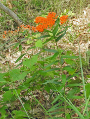 Asclepias tuberosa interior