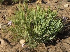 Pelargonium laevigatum oxyphyllum