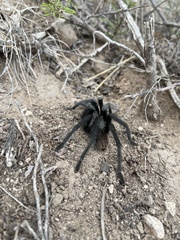 Aphonopelma gabeli