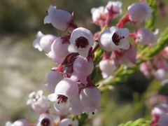 Erica verecunda