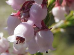 Erica verecunda