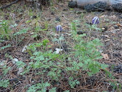 Pulsatilla ambigua