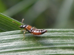 Zyras haworthi