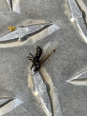Pompiloidea