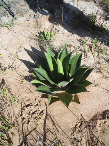 Agave sylvesteriana