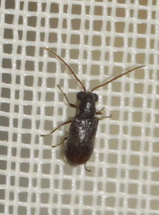 Dryophilus pusillus