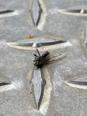 Pompiloidea