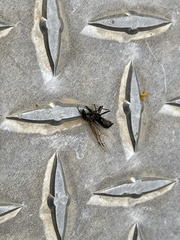 Pompiloidea