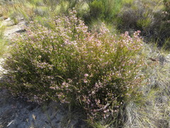 Erica verecunda