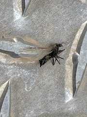 Pompiloidea