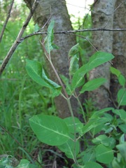 Lonicera caprifolium