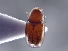 Cis castaneus