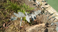 Eucalyptus gunnii