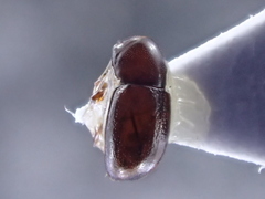 Cis castaneus