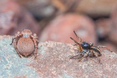 Aelurillus v-insignitus