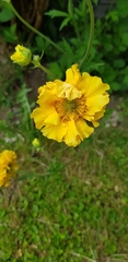 Cosmos sulphureus