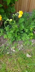 Cosmos sulphureus