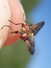 Ectophasia crassipennis