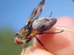 Ectophasia crassipennis