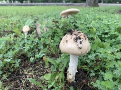 Amanita populiphila