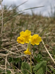 Primula veris veris