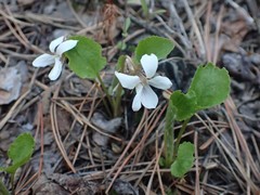 Viola alexandrowiana