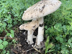 Amanita populiphila