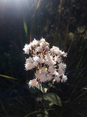 Ageratina riparia