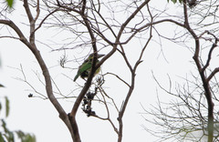 Psilopogon rafflesii