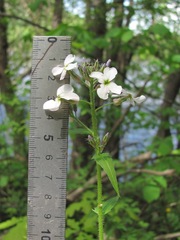 Hesperis matronalis voronovii