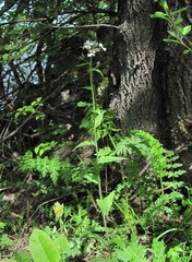 Hesperis matronalis voronovii
