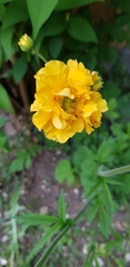 Cosmos sulphureus