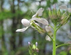 Hesperis matronalis voronovii