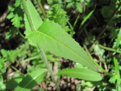 Hesperis matronalis voronovii
