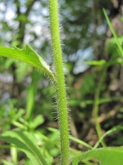 Hesperis matronalis voronovii