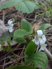 Viola alexandrowiana