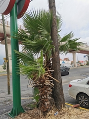 Washingtonia robusta