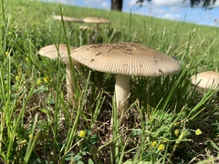 Amanita populiphila