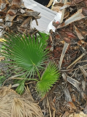 Washingtonia robusta