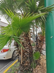 Washingtonia robusta