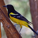 Scott's Oriole - Photo (c) Ad Konings, some rights reserved (CC BY-NC), uploaded by Ad Konings
