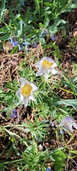 Angiospermae