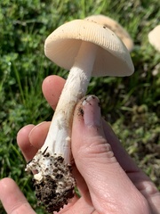 Amanita populiphila
